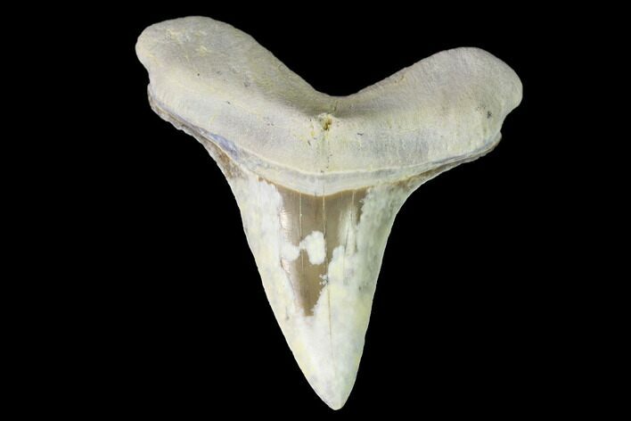 Fossil Shark (Cretoxyrhina) Tooth - Kansas #142949